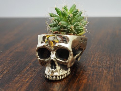 Detail Brain Cactus In Skull Pot Nomer 51