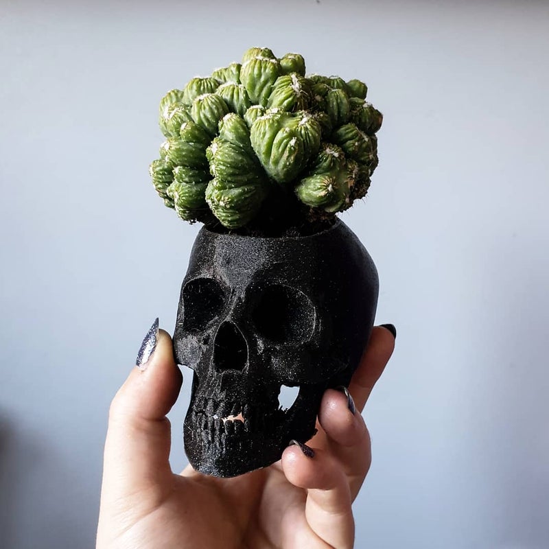 Detail Brain Cactus In Skull Pot Nomer 55