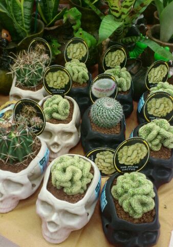 Detail Brain Cactus In Skull Pot Nomer 7