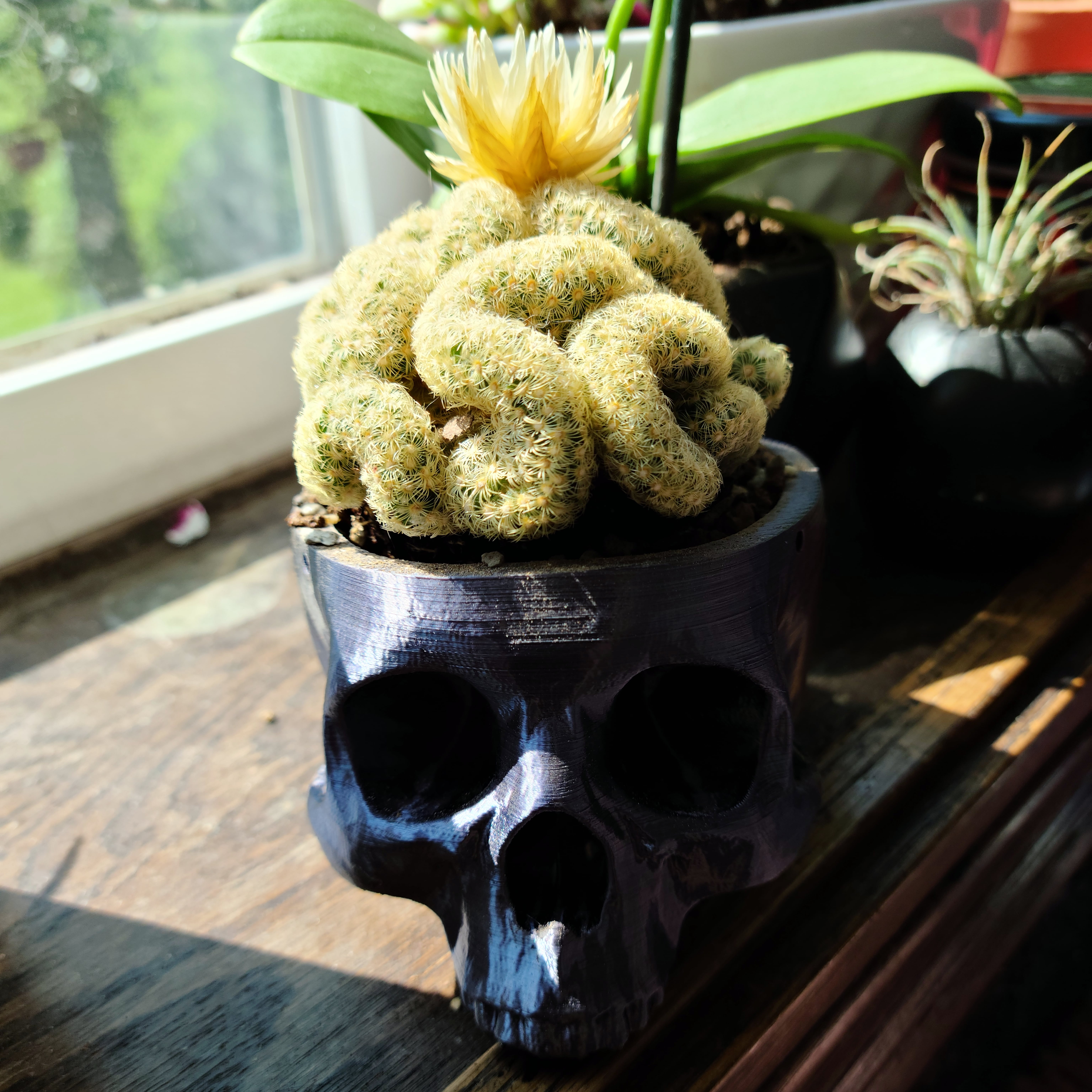 Detail Brain Cactus In Skull Pot Nomer 8