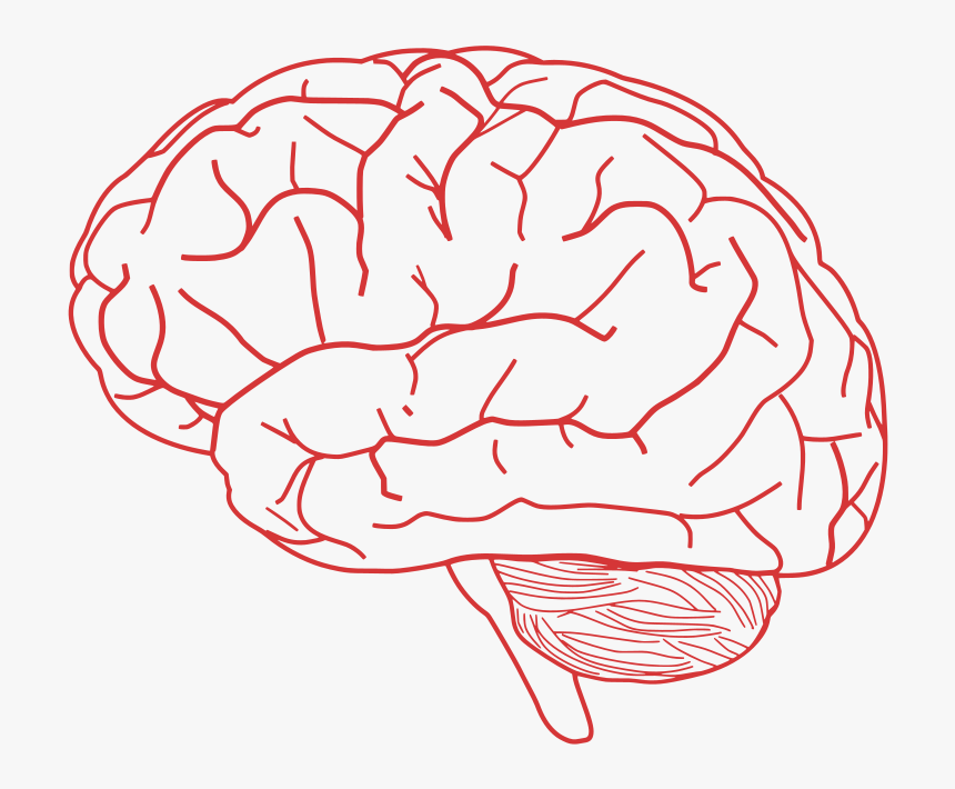 Detail Brain Clipart Png Nomer 4