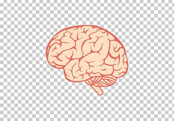 Detail Brain Clipart Png Nomer 40