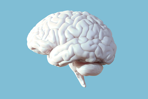 Detail Brain Image Free Nomer 17