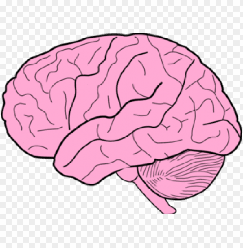 Brain Image Transparent Background - KibrisPDR
