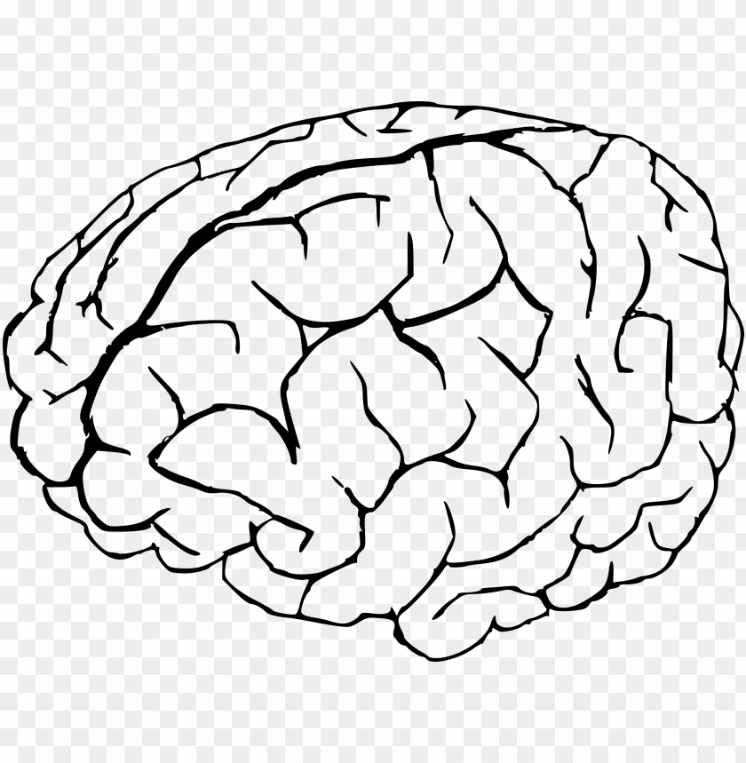 Detail Brain Image Transparent Background Nomer 10