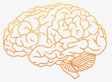 Detail Brain Image Transparent Background Nomer 11