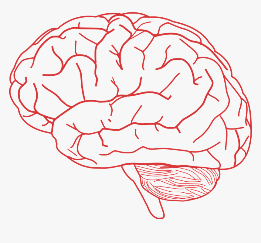 Detail Brain Image Transparent Background Nomer 13