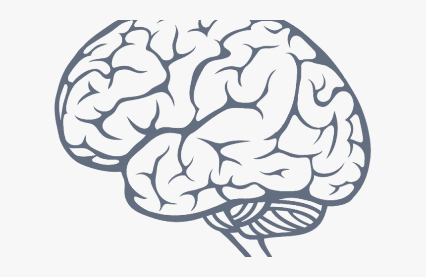 Detail Brain Image Transparent Background Nomer 14