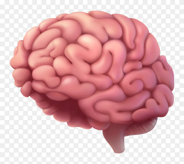 Detail Brain Image Transparent Background Nomer 15
