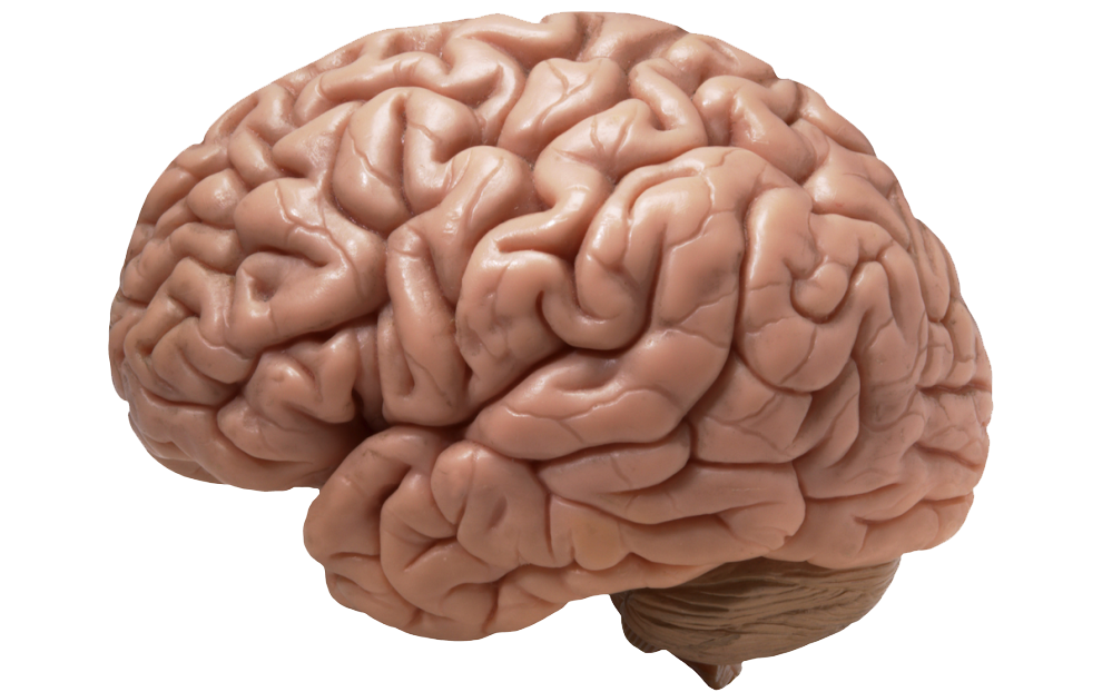 Detail Brain Image Transparent Background Nomer 16