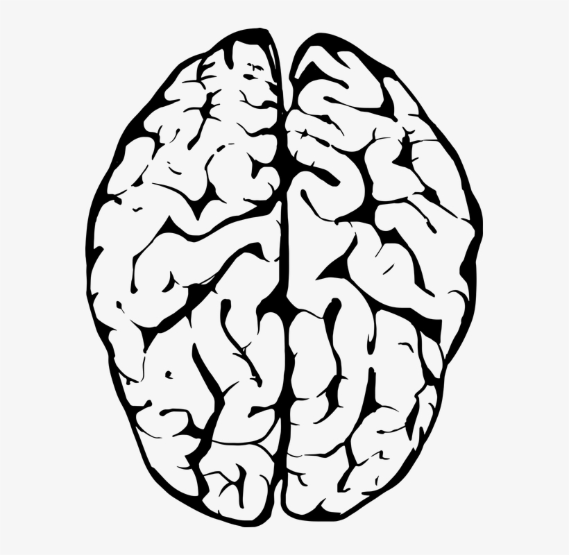 Detail Brain Image Transparent Background Nomer 17