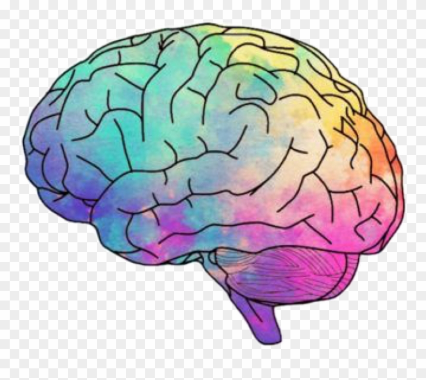 Detail Brain Image Transparent Background Nomer 2