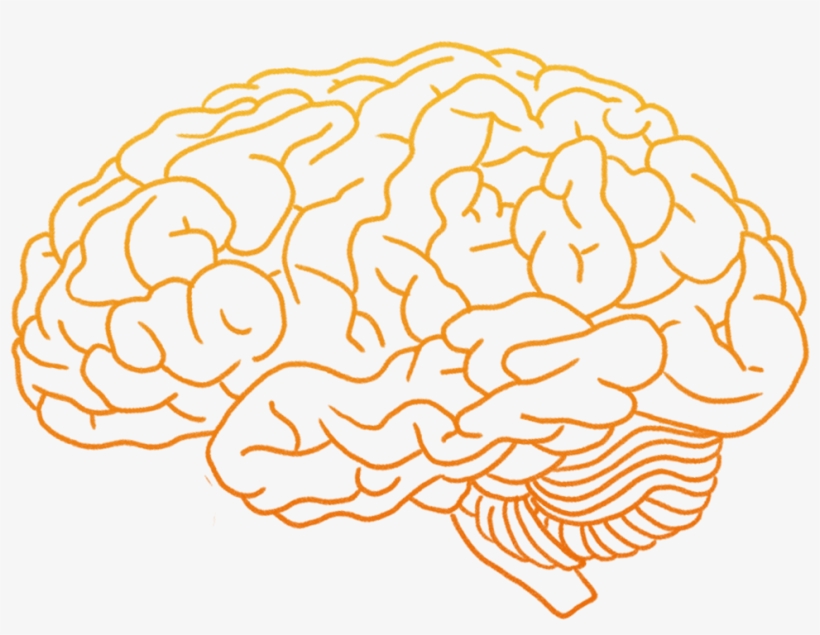 Detail Brain Image Transparent Background Nomer 20