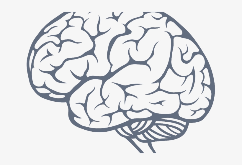 Detail Brain Image Transparent Background Nomer 21