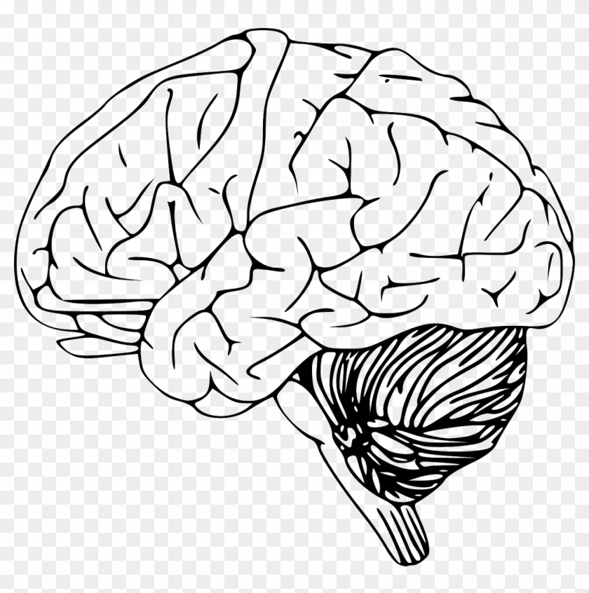 Detail Brain Image Transparent Background Nomer 23