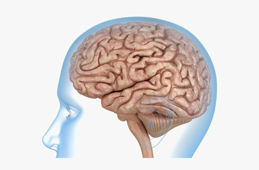Detail Brain Image Transparent Background Nomer 25