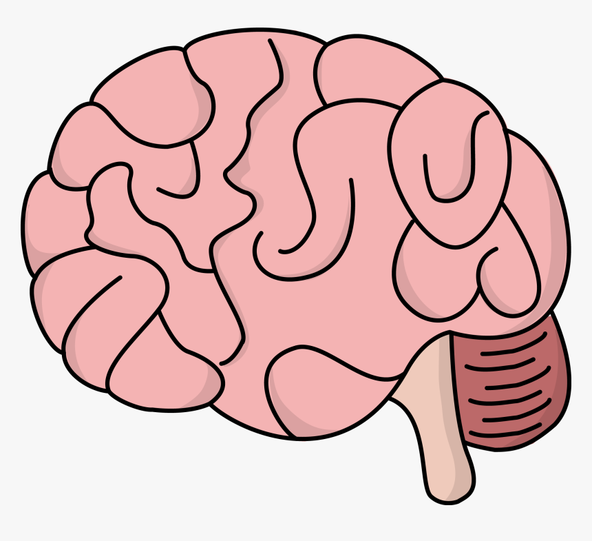 Detail Brain Image Transparent Background Nomer 3