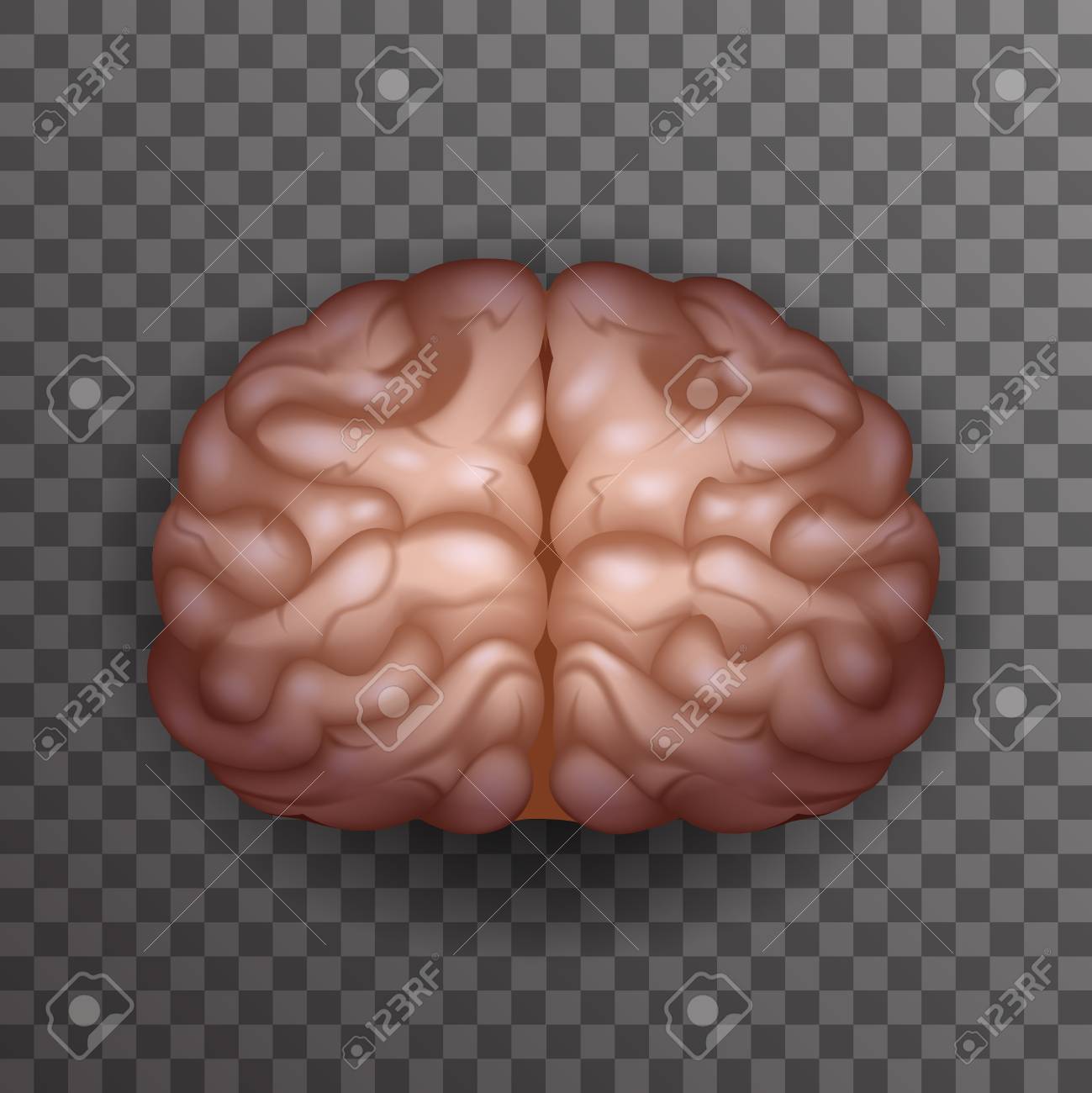 Detail Brain Image Transparent Background Nomer 31