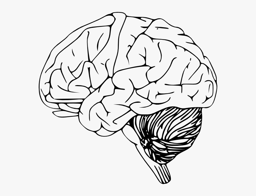 Detail Brain Image Transparent Background Nomer 33