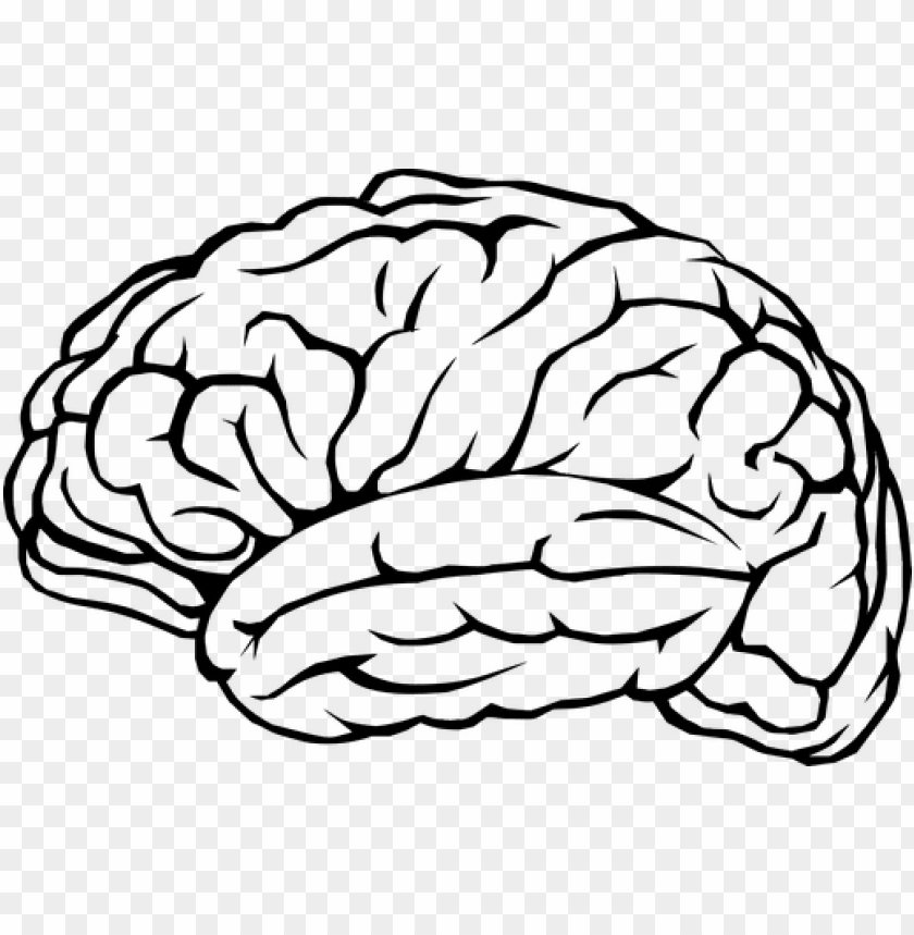 Detail Brain Image Transparent Background Nomer 34