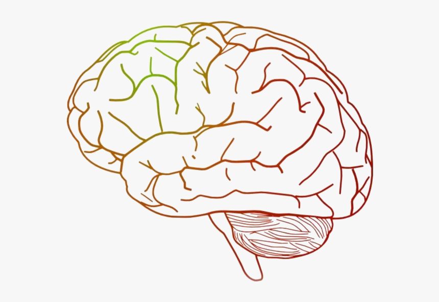 Detail Brain Image Transparent Background Nomer 4