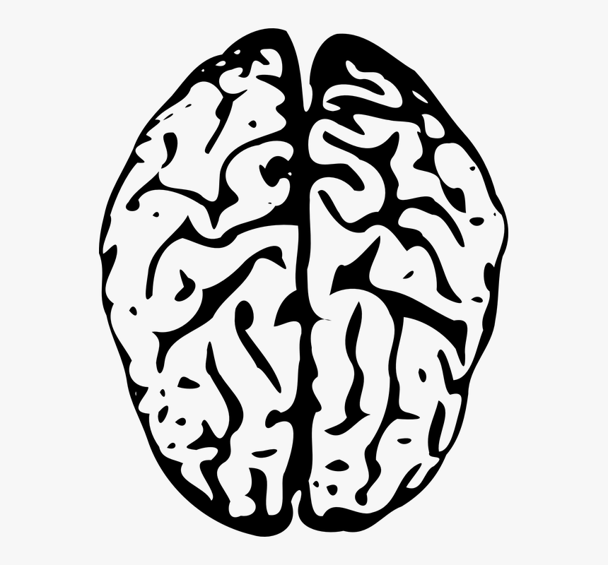 Detail Brain Image Transparent Background Nomer 37