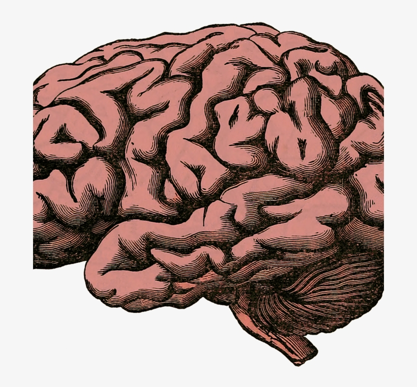 Detail Brain Image Transparent Background Nomer 38