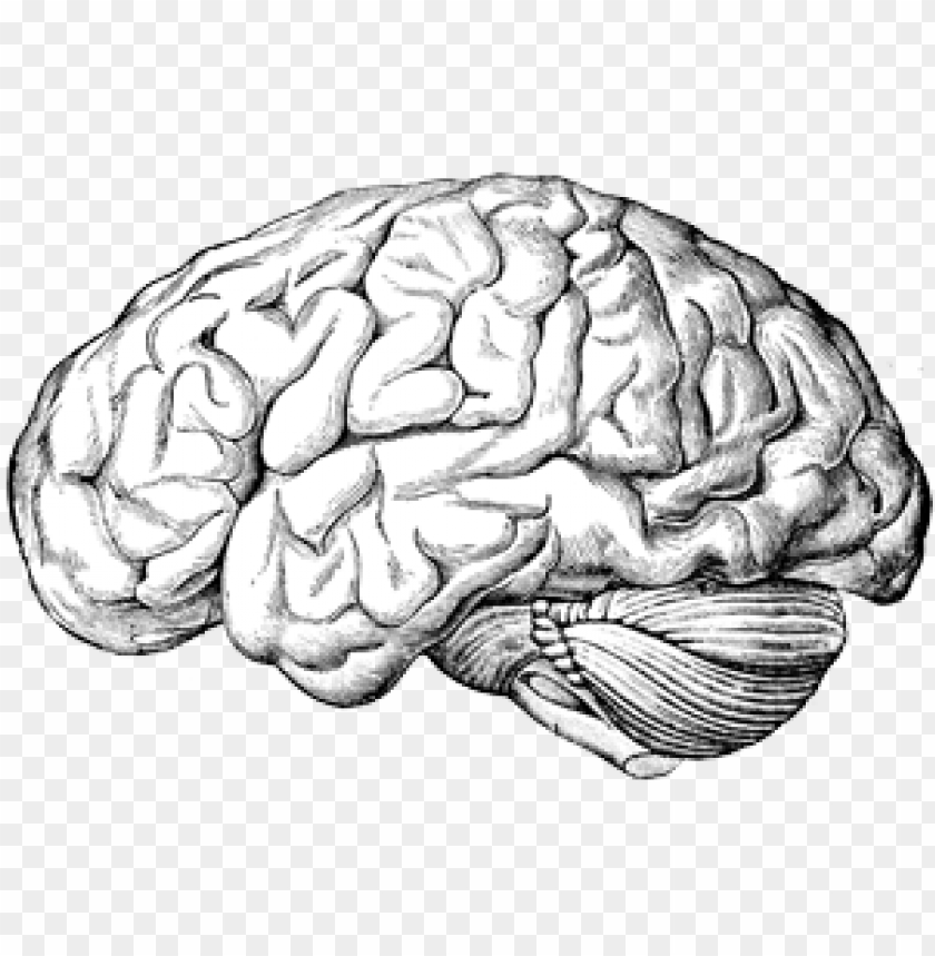 Detail Brain Image Transparent Background Nomer 42