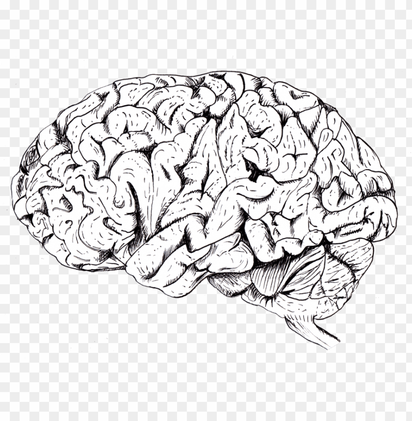 Detail Brain Image Transparent Background Nomer 43