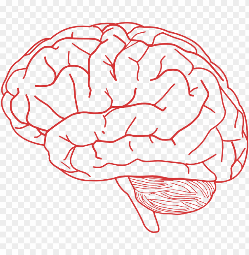 Detail Brain Image Transparent Background Nomer 5