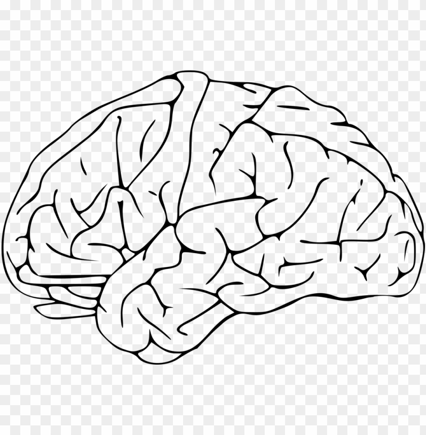 Detail Brain Image Transparent Background Nomer 46