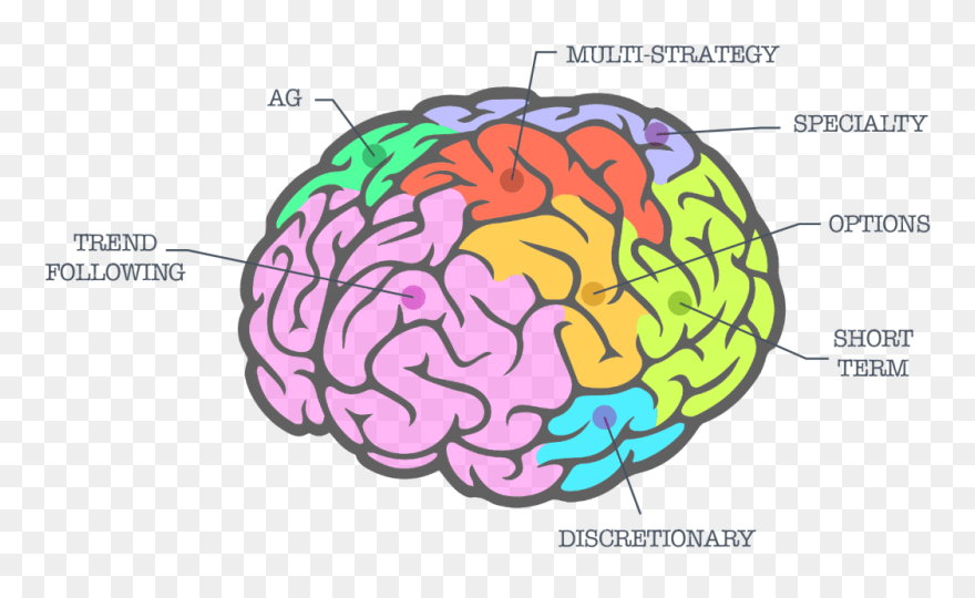 Detail Brain Image Transparent Background Nomer 50