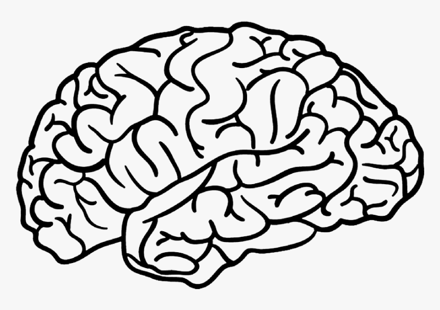 Detail Brain Image Transparent Background Nomer 52