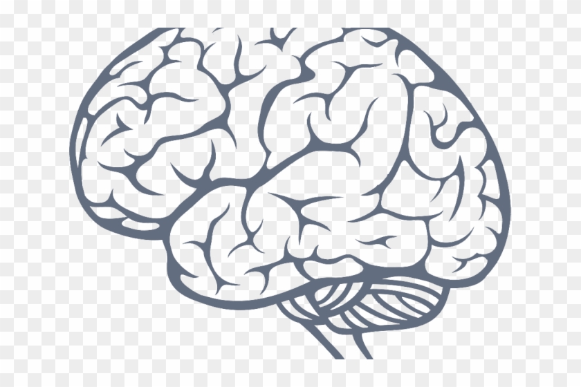 Detail Brain Image Transparent Background Nomer 6