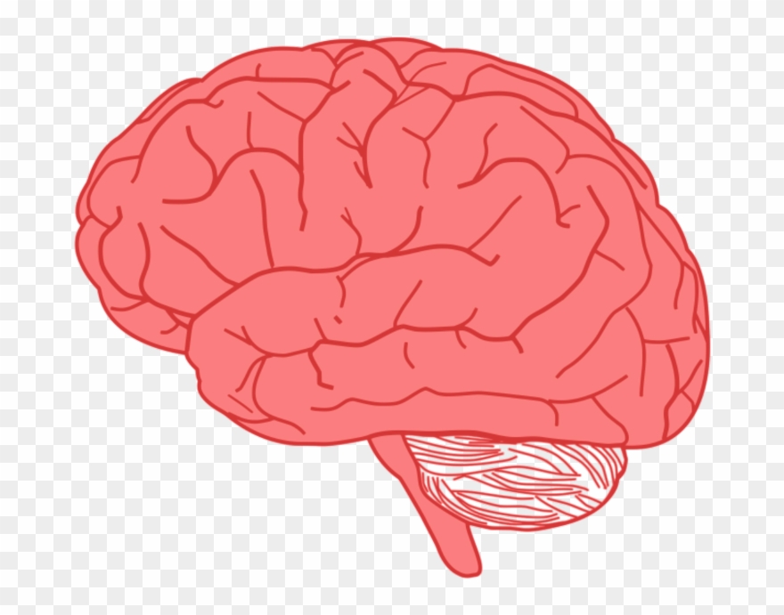 Detail Brain Image Transparent Background Nomer 7