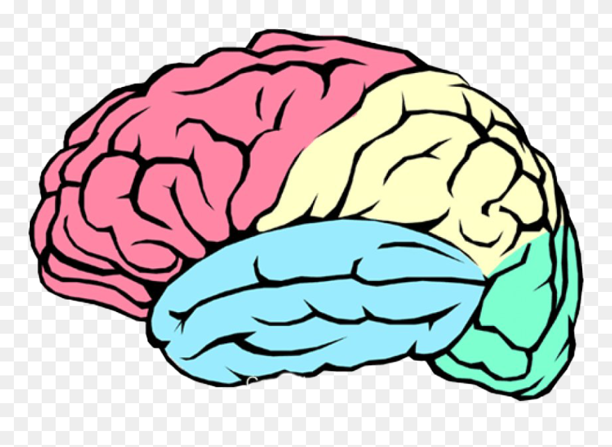 Detail Brain Image Transparent Background Nomer 8