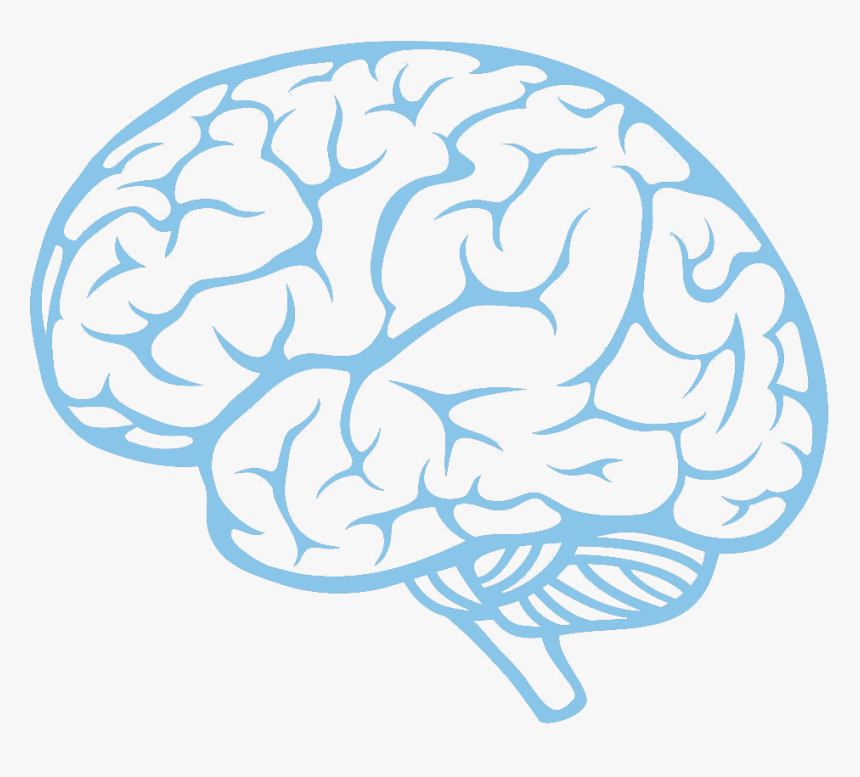 Detail Brain Image Transparent Background Nomer 9