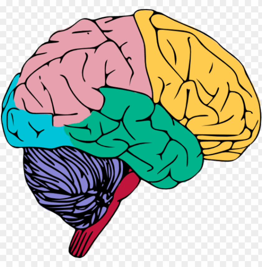 Brain Png Clipart - KibrisPDR