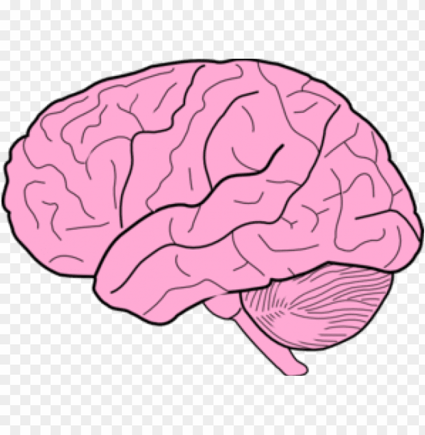 Detail Brain Png Clipart Nomer 20