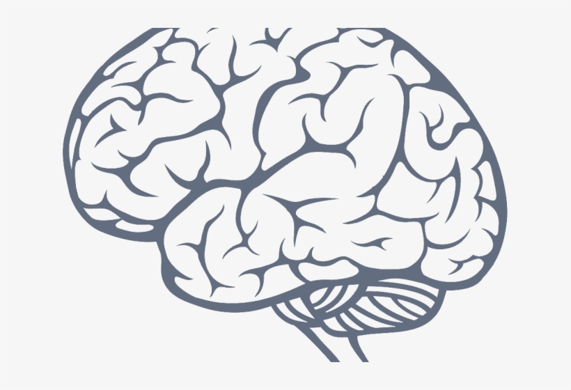 Detail Brain Png Clipart Nomer 21