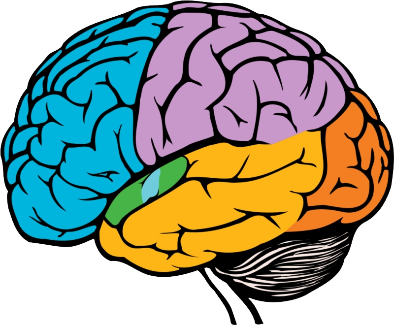 Detail Brain Png Clipart Nomer 31