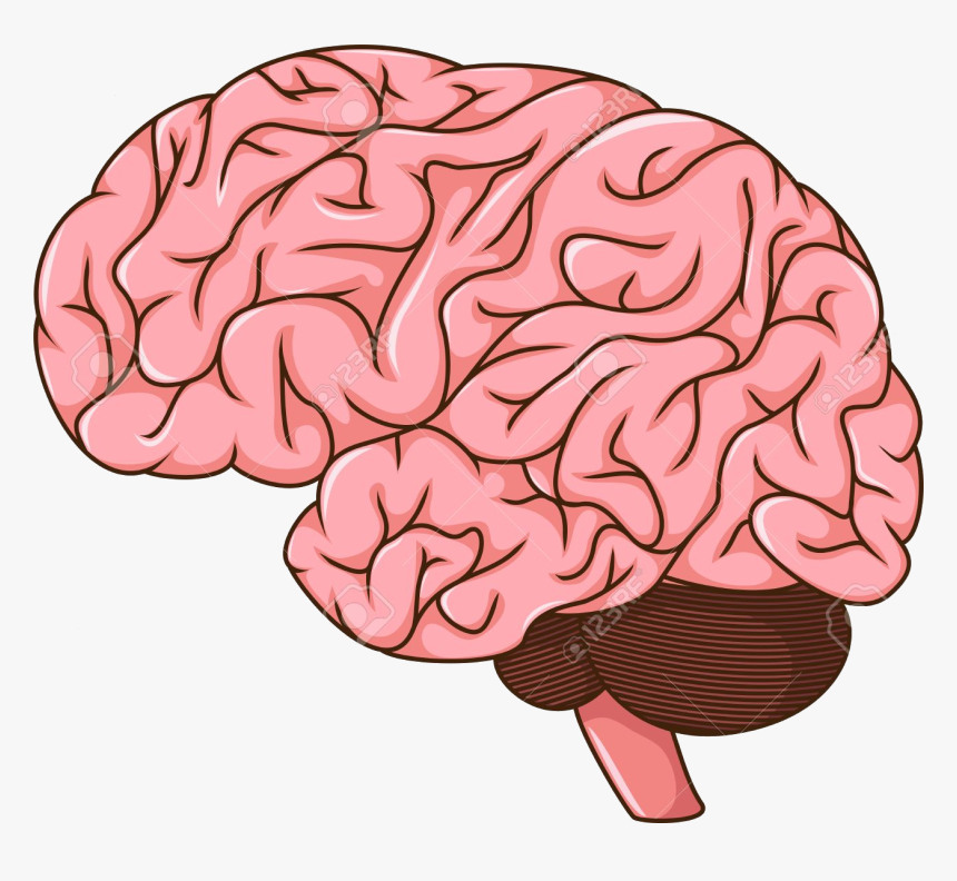 Detail Brain Png Clipart Nomer 7