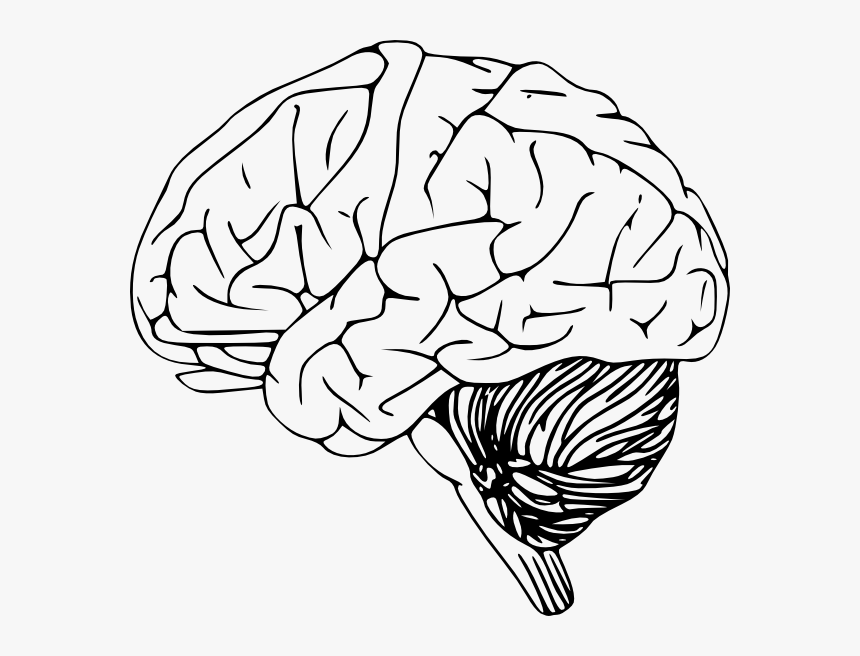 Detail Brain Png Transparent Nomer 20