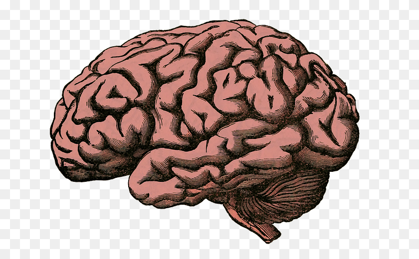 Detail Brain Png Transparent Nomer 22