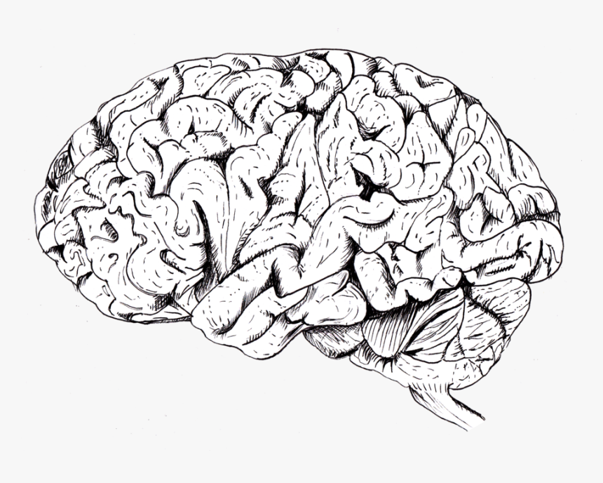 Detail Brain Png Transparent Nomer 27