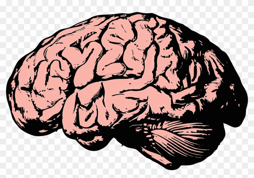 Detail Brain Png Transparent Nomer 3