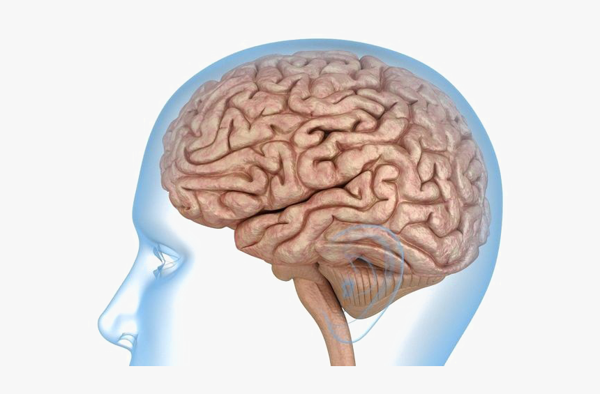 Detail Brain Png Transparent Nomer 33