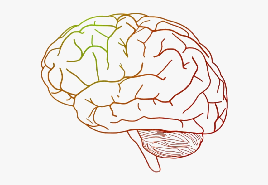 Brain Transparent Background - KibrisPDR