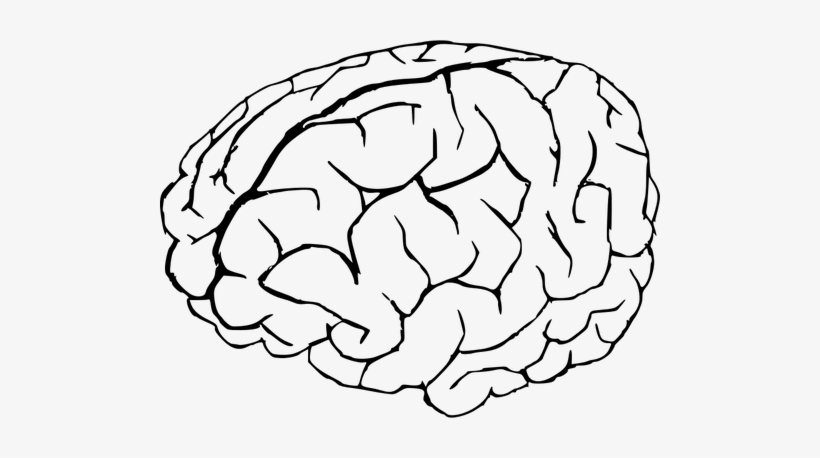 Detail Brain Transparent Background Nomer 16