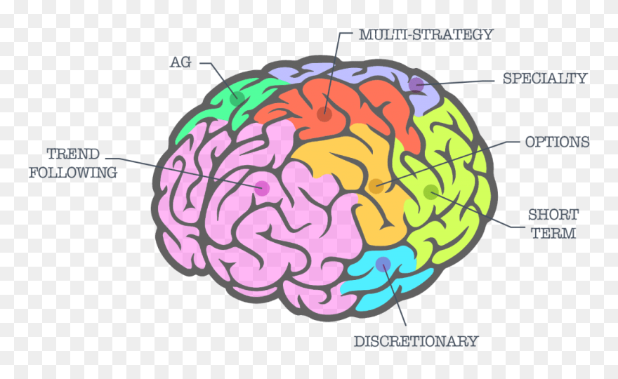 Detail Brain Transparent Background Nomer 34